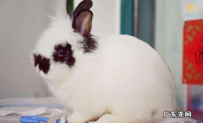 宰兔去毛方法