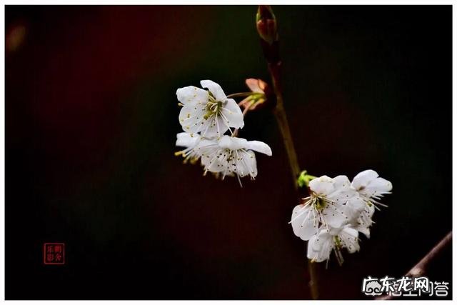 你认为生男孩和女孩哪个更好,如果由你挑选,你怎么选择?