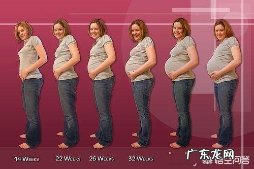 怀孕28周,肚型是什么样子?