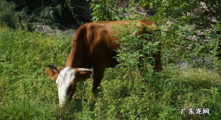 喂黄牛的方法