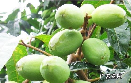 胖大海的泡水后可以吃吗?