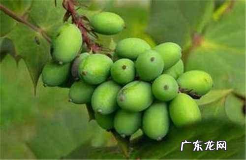 胖大海的泡水后可以吃吗?