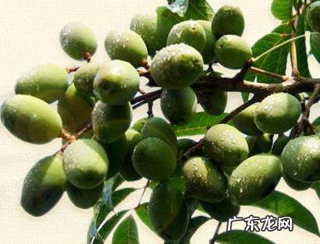 胖大海的泡水后可以吃吗?