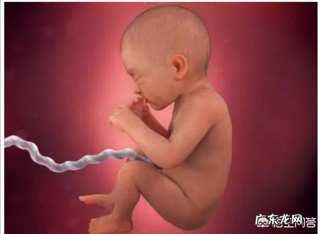 怀孕八个月,胎儿发育情况是怎样的?