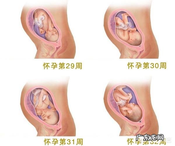 怀孕八个月,胎儿发育情况是怎样的?