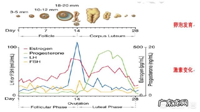 用排卵试纸测了几天都显示排卵是怎么回事?