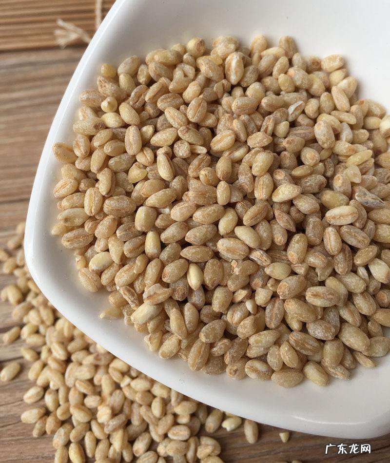 小麦和大麦的区别