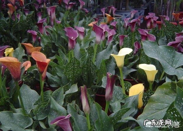 马蹄莲有毒吗？