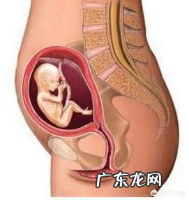 怀孕3个月时宝宝有多大呢？