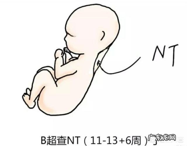 怀孕3个月时宝宝有多大呢?