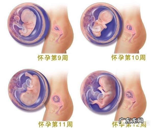 怀孕3个月时宝宝有多大呢?