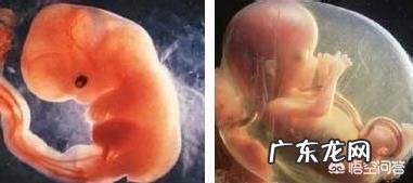 怀孕3个月时宝宝有多大呢？