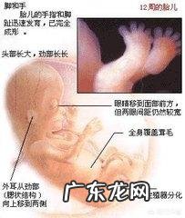 怀孕3个月时宝宝有多大呢?