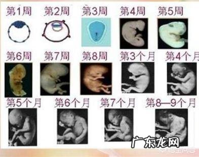 怀孕3个月时宝宝有多大呢?