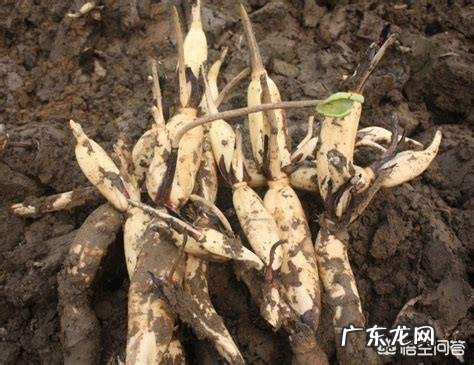 莲藕有何保健作用？怎么吃好？