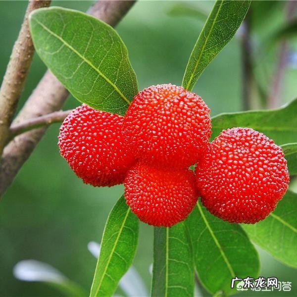 吃杨梅有什么好处呢？