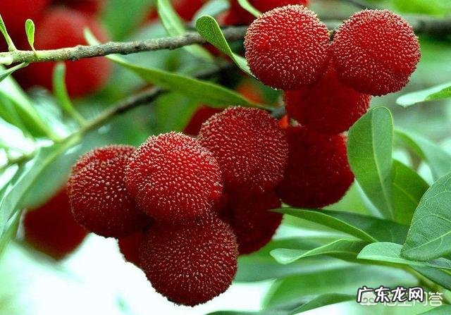 吃杨梅有什么好处呢？