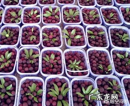 吃杨梅有什么好处呢?