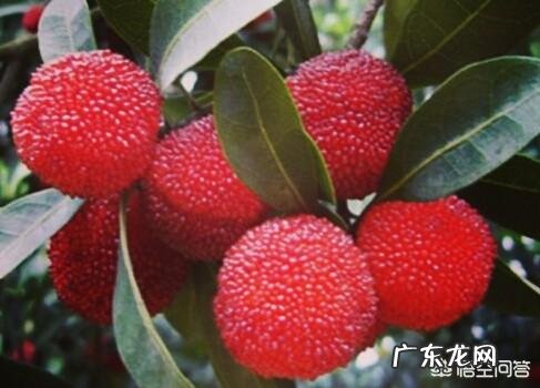 吃杨梅有什么好处呢？