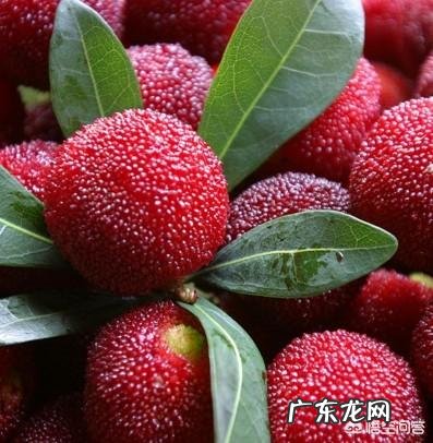 吃杨梅有什么好处呢?