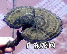 什么叫野生灵芝?