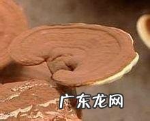 什么叫野生灵芝?