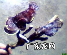 什么叫野生灵芝?