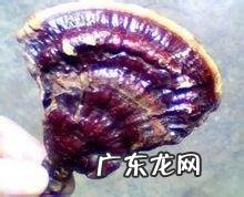 什么叫野生灵芝?