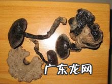 什么叫野生灵芝?