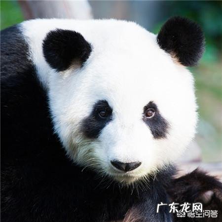 为什么眼睛有黑眼圈?