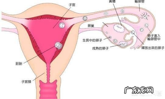 怀孕3个多月,晚上肚子总疼是什么原因?