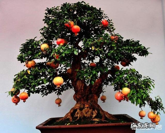 怎样吃石榴才是正确的方法?