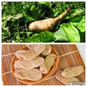 天麻怎么吃好？