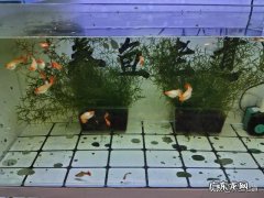 不用隔离如何繁殖孔雀鱼？