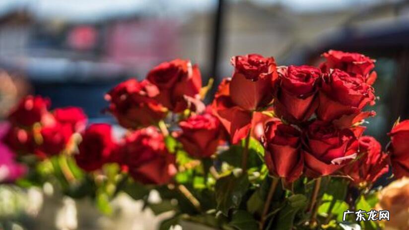 11朵红玫瑰花花语是什么