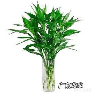 家里的富贵竹究竟该怎么养才不会养死？