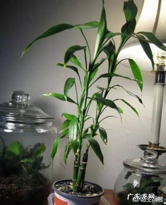 家里的富贵竹究竟该怎么养才不会养死？
