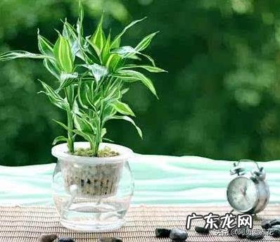 家里的富贵竹究竟该怎么养才不会养死？