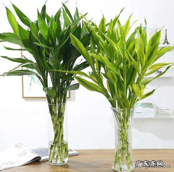 家里的富贵竹究竟该怎么养才不会养死？