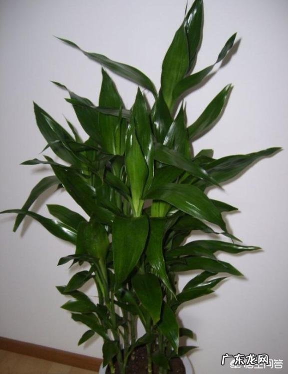家里的富贵竹究竟该怎么养才不会养死？
