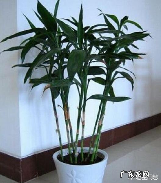 家里的富贵竹究竟该怎么养才不会养死？
