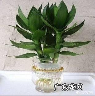 家里的富贵竹究竟该怎么养才不会养死？