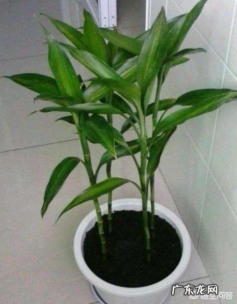 家里的富贵竹究竟该怎么养才不会养死？