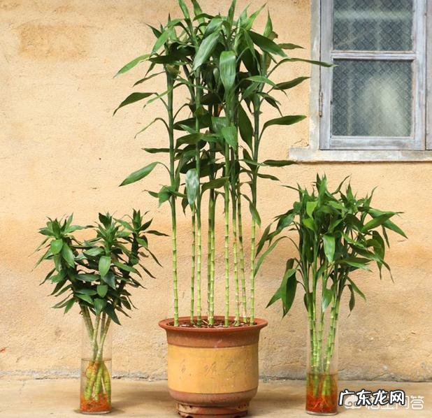 家里的富贵竹究竟该怎么养才不会养死？