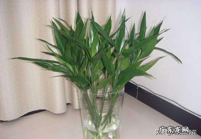 家里的富贵竹究竟该怎么养才不会养死？