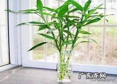 家里的富贵竹究竟该怎么养才不会养死？