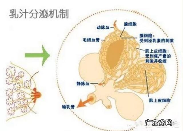 母乳不足，有什么方法可以增加母乳？