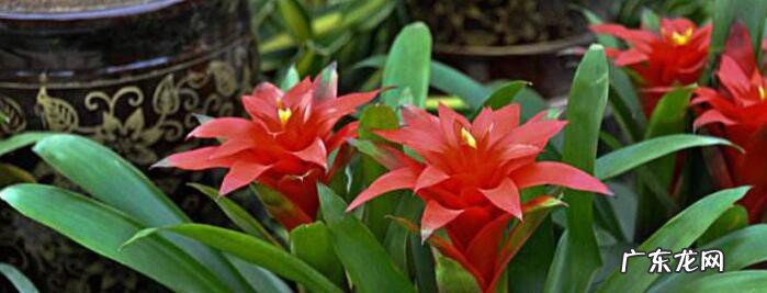 7种象征好运的花