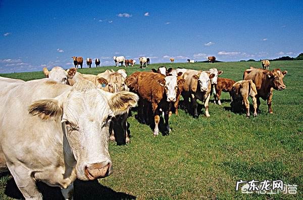 到底该给宝宝喝进口奶粉还是国产奶粉？