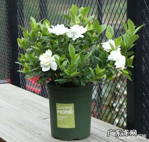 我是山西太原的,我想养栀子花,请问一下北方能养活栀子花吗,怎么养?